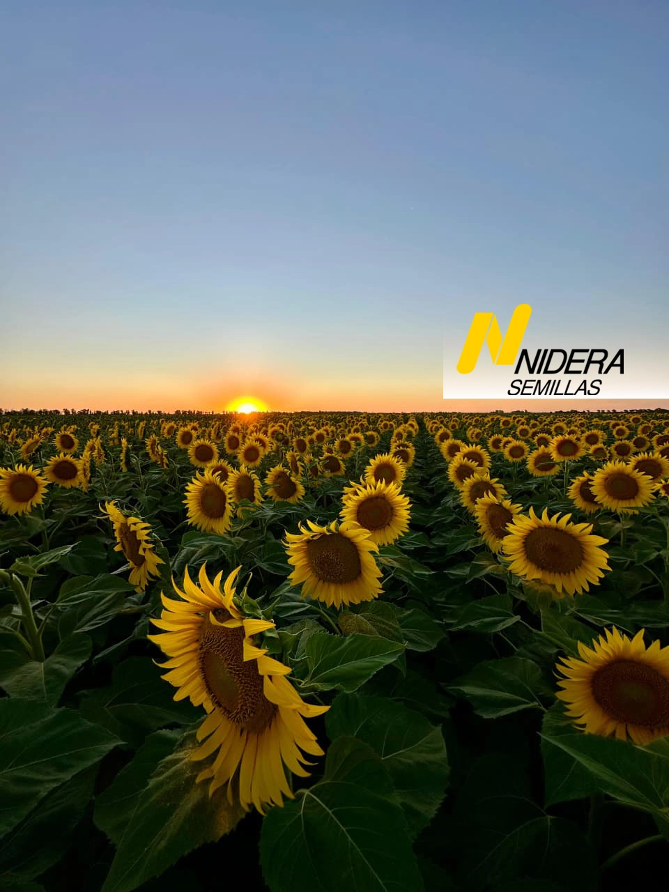 Semillas de Girasol Nidera