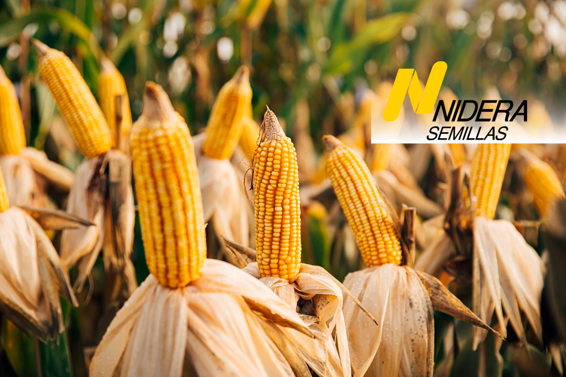 Semillas de Maíz Nidera